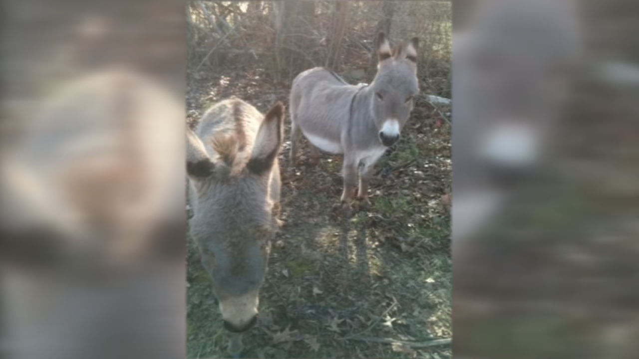2 donkeys found mauled to death in southeast Louisville